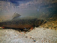 Brook TroutWe spotted this brook trout during a fish survey at Isle Royale National Park.Photo by USFWS. Original public domain image from Flickr