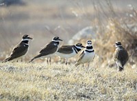 Flock of KilldeerDid you know that killdeer will often hang out in flocks during migration? This group was spotted at Morris Wetland Management District in Minnesota!Photo by Alex Galt/USFWS. Original public domain image from Flickr