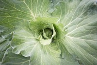 Cabbage growing in the U.S. Department of Agriculture (USDA) People's Garden, in Washington, D.C., on May 26, 2017.
