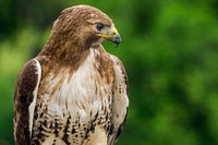 A hawk sits near its nest atop the U.S. Department of Agriculture (USDA) Whitten Building May 22, 2017. USDA photo by Preston Keres. Original public domain image from Flickr