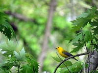 Prothonotary WarblerWe spotted this prothonotary warbler at Patoka River National Wildlife Refuge in Indiana. Photo by James Kawlewski/USFWS. Original public domain image from Flickr
