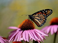 Monarch butterfly on purple coneflowerPhoto by Jim Hudgins/USFWS. Original public domain image from Flickr