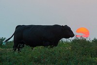 A bull roams a field outside of North English, Iowa, during sunset Sept. 13, 2017.<br/><br/>USDA Photo by Preston Keres. Original public domain image from <a href="https://www.flickr.com/photos/usdagov/36826850940/" target="_blank" rel="noopener noreferrer nofollow">Flickr</a>