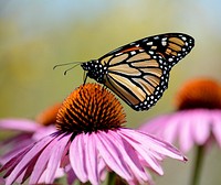 Monarch butterfly on purple coneflower. Original public domain image from Flickr