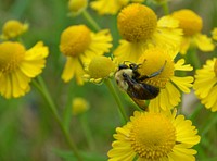 Holding onBrown-belted bumble bee pollinating sneezeweed.Photo by Mara Koenig/USFWS. Original public domain image from Flickr