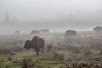 Bison in the fog, Swan Lake Flat