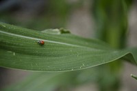 A ladybug on a leaf of a corn plant. Plevna, MT., July 2013. Original public domain image from Flickr