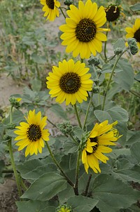 Sunflowers. Plevna, MT., July 2013. Original public domain image from <a href="https://www.flickr.com/photos/160831427@N06/38123575604/" target="_blank" rel="noopener noreferrer nofollow">Flickr</a>