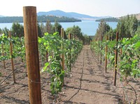 This vineyard in Lake County, Montana, uses micro irrigation to grow hybrid grapes. August 2013. Original public domain image from Flickr
