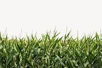 Corn field border, agriculture photo psd