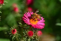 Honey bee on fall aster. Original public domain image from <a href="https://www.flickr.com/photos/160831427@N06/38323490294/" target="_blank" rel="noopener noreferrer nofollow">Flickr</a>