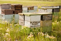 Bee hives on the John Wiegand farm near Shelby, Mont. June 2017. Toole County, Montana.. Original public domain image from Flickr