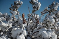 A snow-covered juniper with Balanced Rock