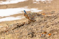 Bluebird on a lichen-covered rockby Jacob W. Frank. Original public domain image from Flickr