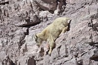 Mountain goat in Glacier National Park. May 2018. Original public domain image from Flickr