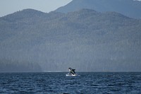 An orca in Craig, Tongass National Forest, Alaska. (Forest Service photo by Francisco Sanchez). Original public domain image from Flickr