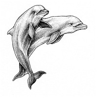 Bottlenose Dolphins. Original public domain image from Flickr