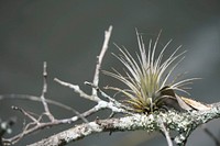Bromeliad on a tree limb