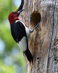 Red-headed woodpecker, wood hole. Original public domain image from Flickr