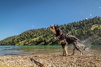A dog fetches a stick out of Wade Lake in the Beaverhead-Deerlodge National Forest.