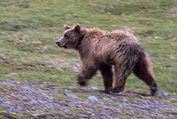 A brown bear runs across tundra, Katmai Preserve NPS Photo/Russ Taylor