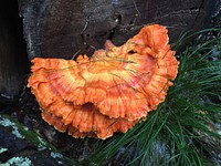 Chicken of the Woods at Forest Lodge on Great Divide District on the Chequamegon-Nicolet National Forest, Wisconsin. Original public domain image from <a href="https://www.flickr.com/photos/usforestservice/43899449115/" target="_blank" rel="noopener noreferrer nofollow">Flickr</a>
