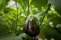 Eggplant growing near the U.S. Department of Agriculture (USDA) Farmers Market in Washington, D.C., on August 6, 2018.