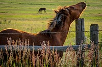 A young horse scratches itself on a fencepost near the foot of the Madison Mountain Range of Beaverhead-Deerlodge National Forest.