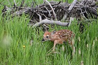White-tailed deer fawn. Gallatin County. June 2018.. Original public domain image from Flickr