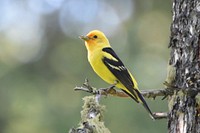 Western Tanager. Gallatin County. June 2018. Original public domain image from Flickr
