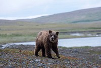 Brown Bear, Katmai Perserve NPS Photo/Russ Taylor