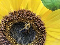 Bee collecting pollen on a sunflowerEven though fall has arrived and temperatures are dropping, bees are keeping busy collecting pollen! We spotted this one making the most of a blooming sunflower.Photo by Courtney Celley/USFWS. Original public domain image from Flickr