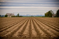Seed potatoes are planted in rows of "hills" on the Kimm Farm near Manhattan, Mont. Gallatin County, Montana. June 2017.. Original public domain image from Flickr
