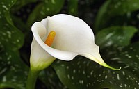 Arum lily. Original public domain image from Flickr