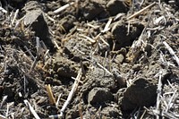 No-till corn planted into barley stubble on Brian Kindsfather's farm near Laurel, MT. Yellowstone County. May 2018. Original public domain image from <a href="https://www.flickr.com/photos/160831427@N06/46894876975/" target="_blank" rel="noopener noreferrer nofollow">Flickr</a>