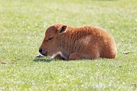 A bison calf napping in the afternoon sun by Jacob W. Frank. Original public domain image from Flickr