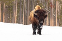 A bull bison stands in the road near Madison Junction by Jacob W. Frank. Original public domain image from Flickr