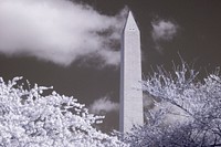 Infared photo of Cherry blossoms near the Tidal Basin, the U.S. Department of Agriculture (USDA) Whitten Building, and Forest Service (FS) Yates Building in Washington, D.C., on April 1, 2019. USDA Photo by Lance Cheung. Original public domain image from <a href="https://www.flickr.com/photos/usdagov/47517072271/" target="_blank" rel="noopener noreferrer nofollow">Flickr</a>