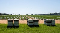 Apiaries house the vital bees needed at Lewis Taylor Farms, which are co-owned by William L. Brim and Edward Walker who have cotton, peanut, vegetable and greenhouse operations in Fort Valley, GA, on May 7, 2019.