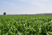 Corn field in Montana, USA. Original public domain image from Flickr