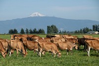 Cows graze in a pasture at Twinbrook Creamery, in Lynden, WA, on August 5, 2019. In the distance is Mt. Baker. USDA Photo by Lance Cheung. Original public domain image from <a href="https://www.flickr.com/photos/usdagov/48470751192/" target="_blank" rel="noopener noreferrer nofollow">Flickr</a>