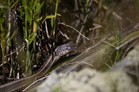 Common Gartersnake (Thamnophis sirtalis). Original public domain image from Flickr