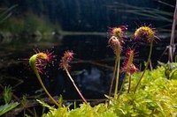 Long-Leaved Sundew (Drosera anglica). Original public domain image from <a href="https://www.flickr.com/photos/glaciernps/48490229557/" target="_blank" rel="noopener noreferrer nofollow">Flickr</a>