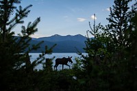 Moose (Alces americanus). Original public domain image from Flickr