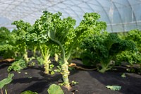 Bright green kale is one of the many vibrant organic crops growing in the Harlequin Produce high tunnel which was funded by the NRCS. Photo taken June 10, 2019 in Arlee, Montana located in Lake County.. Original public domain image from Flickr