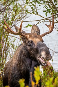 A bull moose grazes near Georgetown Lake in Pintler Ranger District of Beaverhead-Deerlodge National Forest Montana, September 19, 2019.USDA Photo by Preston Keres. Original public domain image from Flickr