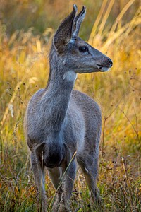 A deer off the banks of Georgetown Lake in the Pintler Ranger District of Beaverhead-Deerlodge National Forest Montana, September 15, 2019.USDA Photo by Preston Keres. Original public domain image from Flickr