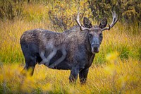 A bull moose is seen near the Twin Lakes Campground on Wisdom Ranger District of Beaverhead-Deerlodge National Forest Montana, September 17, 2019.USDA Photo by Preston Keres. Original public domain image from Flickr