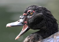 Muscovy DuckPhoto by Grayson Smith/USFWS. Original public domain image from Flickr