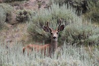 20170720-FS-Dixie-KLM-2 point mule deer on Mount Dutton_Image 111Small two point buck caught in the open on Mount Dutton. Mule deer buck on Mount Dutton, Dixie National Forest. Forest Service photo by Kelly L Memmott. Original public domain image from Flickr